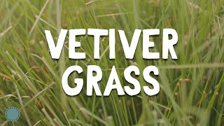 How to Grow  Vetiver Grass [upl. by Danette]