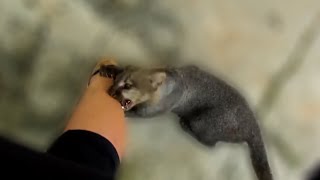 Rescued jaguarundi really wants me to play with him [upl. by Orlantha494]