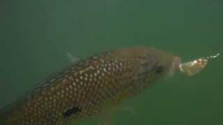 Pesca de Mojarra en la Represa Playas San Rafael Antioquia Colombia [upl. by Rodl]