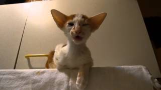 Talking Oriental Shorthair kitten Massimo [upl. by Llednahc227]