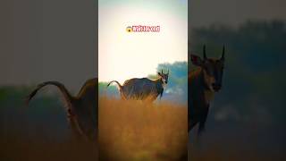 🔥नील गाय Neel Gaayyoutubeshorts wildlife viralvideo neel gaay [upl. by Lotta]