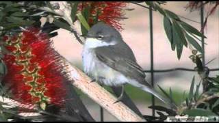 Getting to grips with warblers 4 Whitethroat Vs Lesser Whitethroat [upl. by Lyreb796]