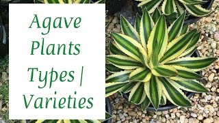 AGAVE PLANT TYPES  BEST AGAVE PLANT VARIETIES [upl. by Horatia]