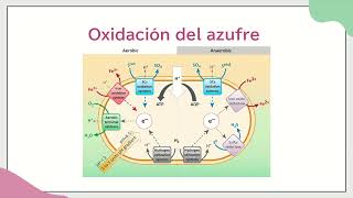 Metabolismo y regulación de Acidithiobacillus ferrooxidans [upl. by Madlin394]