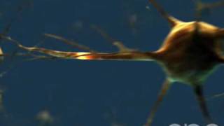 Neuron  3D Medical Animation  ABP © [upl. by Niran]