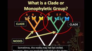 BIO153 Phylogenetics Animation ONE Part 2 of 2wmv [upl. by Arikehs]