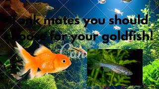 Tank mates YOU should buy for your goldfish [upl. by Largent]