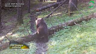 Animale sălbatice surprinse noaptea în pădure [upl. by Torres]