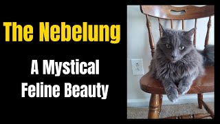 The Nebelung A Mystical Feline Beauty [upl. by Jennifer]