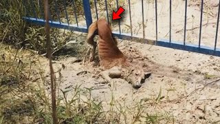 Ein sterbender Hund steckt im Zaun fest Tierschützer weigern sich zur Rettung zu kommen [upl. by Landau993]