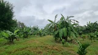 beetel nut supari Areca nut banana mix firming plantation [upl. by Ahsieyn]