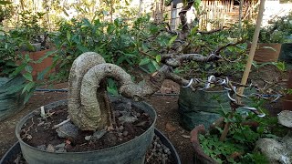 batang bonsai ini mirip anaconda pantas banyak pembonsai tergoda [upl. by Adnawed477]