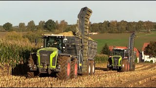 Maïs 2024  2x Claas Xerion 5000 met Stapel overlaadwagens  Claas Jaguar 970  MAN  Maize harvest [upl. by Liw]