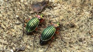 Carabus auronitens [upl. by Loram]