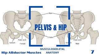 Hip ABductor Muscles [upl. by Gridley586]