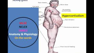 HypothalamicPituitary Mnemonic Pt I wmv [upl. by Cohn671]