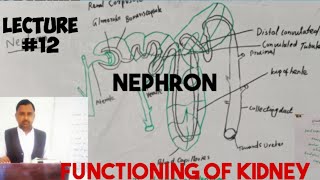 functioning of kidneynephronurinary systembiologylecture 12 anatomy [upl. by Erna]