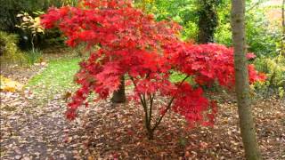 Acer palmatum Osakazuki Japanese Maple [upl. by Susanetta]