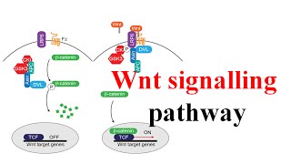 Wnt signaling pathway [upl. by Salahcin635]