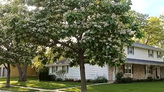 Catalpa trees in full bloom  white flowers and large leaves [upl. by Awhsoj260]