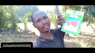 TOMATO PLANTING SEEDBED PREPARATION EPISODE 002 TOMATO FARMING youtube gardeningfarming [upl. by Ylenats432]