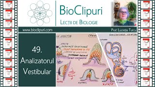 49 Analizatorul vestibular Corint [upl. by Ahsinej63]