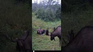 Two Bull Moose in the Wind alaska bullmoose campark [upl. by Segalman534]