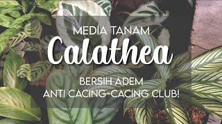 Media Tanam Calathea  Anti CacingCacing Club [upl. by Uel167]