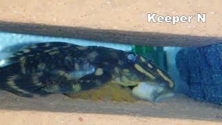 Pleco breeding L168 Butterfly pleco [upl. by Luckett]