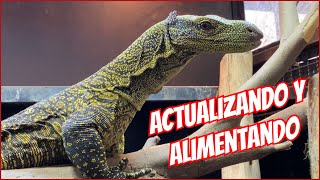 ACTUALIZACIÓN VARANOS COCODRILO Y ALIMENTANDO SERPIENTES 🦎🐉🐍 [upl. by Ekoorb]