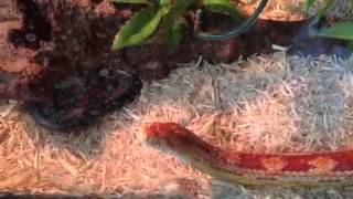 Basic corn snake habitat [upl. by Brandt]