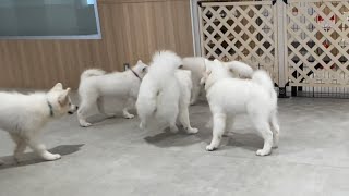 Samoyed cafe AL 子犬 サモエド [upl. by Pickering]