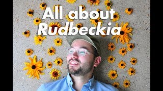 An Indepth Guide to Rudbeckia BlackEyed Susan [upl. by Zerla965]