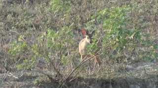 Brown Brocket Deer [upl. by Sidnarb]