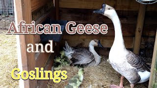 African Geese and Goslings [upl. by Euqinimod958]