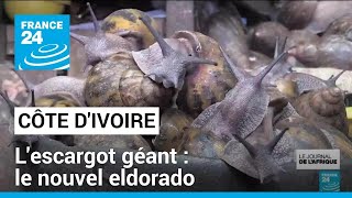 Côte dIvoire  le boom des fermes descargots géants • FRANCE 24 [upl. by Ttemme197]