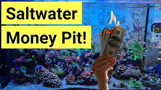 How Much Does It Cost To Set Up A Saltwater Tank [upl. by Ellesirg]