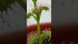 Nice reaction of Drosera stolonifera getting fish food timelapse shorts [upl. by Eelinnej324]