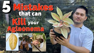 5 MISTAKES THAT CAN KILL YOUR AGLAONEMA [upl. by Amhsirak939]