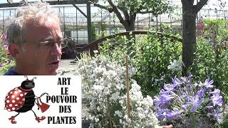 Tuto jardin Agapanthe blue triumphator Comment faire la taille et lentretien Plante vivace [upl. by Aserehs]