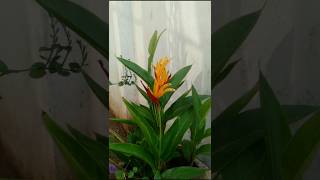 Heliconia plant  Repotting  potting mix  Care homegarden heliconia shorts [upl. by Coit]