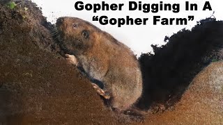 Watch a Gopher dig tunnels in the quotGopher Farmquot Live Trapping Gophers  Mousetrap Monday [upl. by Ariek]