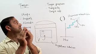 Turgor  Turgor pressure  Turgidity  Importance of turgor pressure class 9 [upl. by Eissirc]