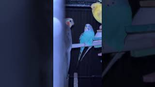 Cockatiel angry sound cockatiel lovebirds trending viralvideos youtubevideo birds angry like [upl. by Nyer]