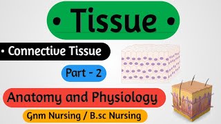 Tissue Anatomy And Physiology Part 2  Types Of Connective Tissue [upl. by Aimee]