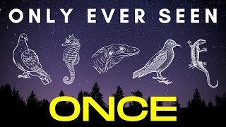 Found Once Twice or Thrice  5 species that were discovered and then lost to science [upl. by Aronoel930]