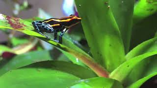 Poison Dart Frog Calling  Ranitomeya amazonica quot iquitosquot [upl. by Goggin]