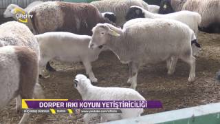 Küçükbaş DünyasıDorper Irkı Koyun NedirNasıl Yetiştirilir [upl. by Lorrie]