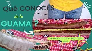 Conoces las propiedades e historias de la guama 🥱😋 [upl. by Doloritas]