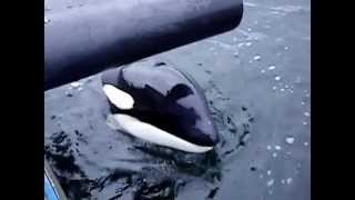 Orcas West Coast Canada Orphaned From Pod Luna Of Nootka Sound Gold River British Columbia [upl. by Shae]